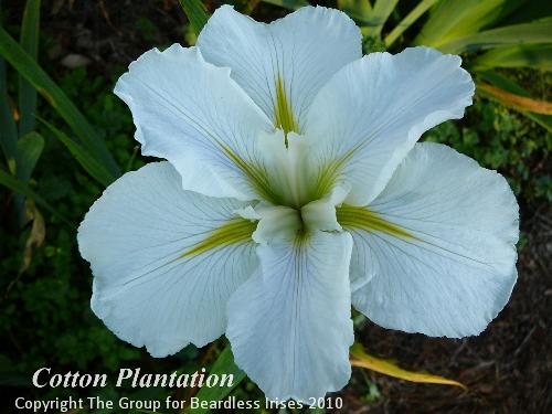 Cotton Plantation 